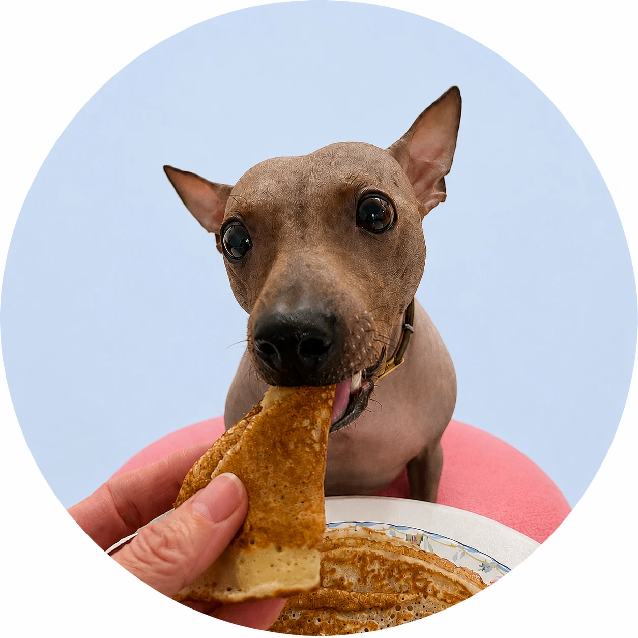 Ira's dog — mama's little helper